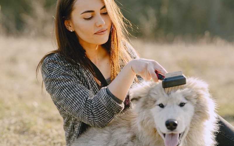 a woman brushing her dog