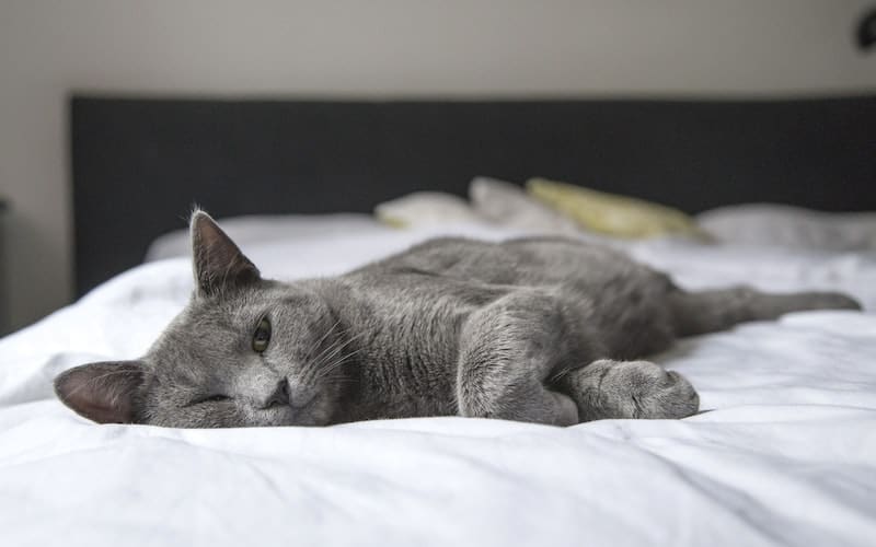 grey cat laying on a white comforter