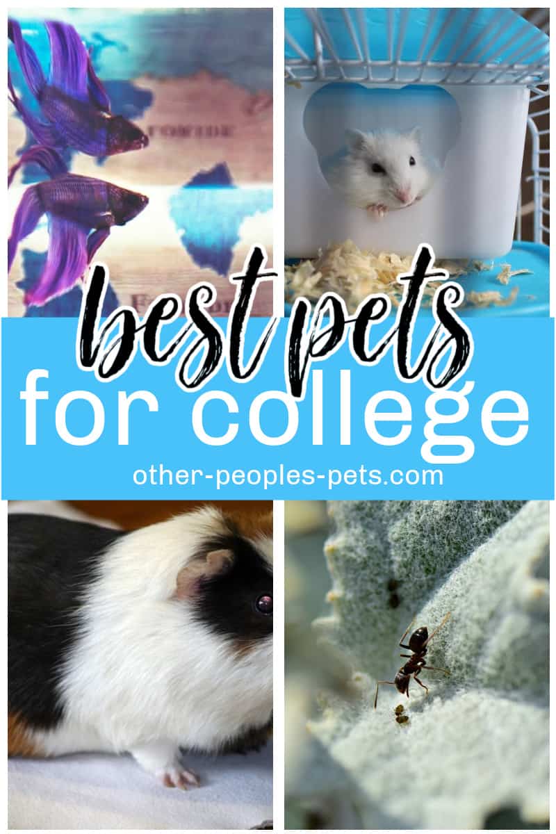 Check out the best pets for college students if you are looking for low maintenance pets. These are perfect for your child's dorm room.
