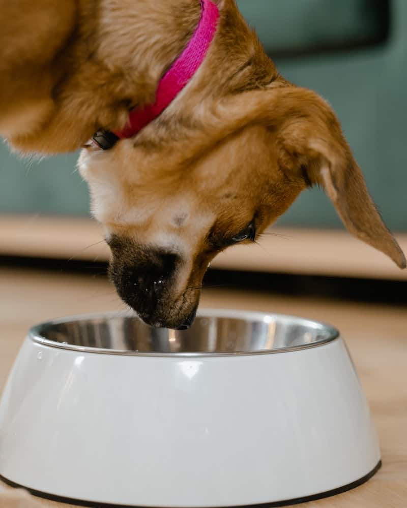 a dog looking into his food bowl