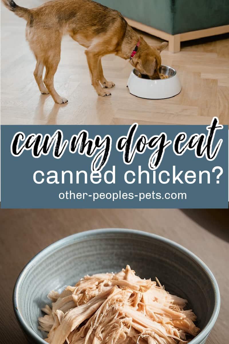 Can dogs eat canned chicken? Is it OK to give your dog canned food? Or will it upset your dog's digestive system?