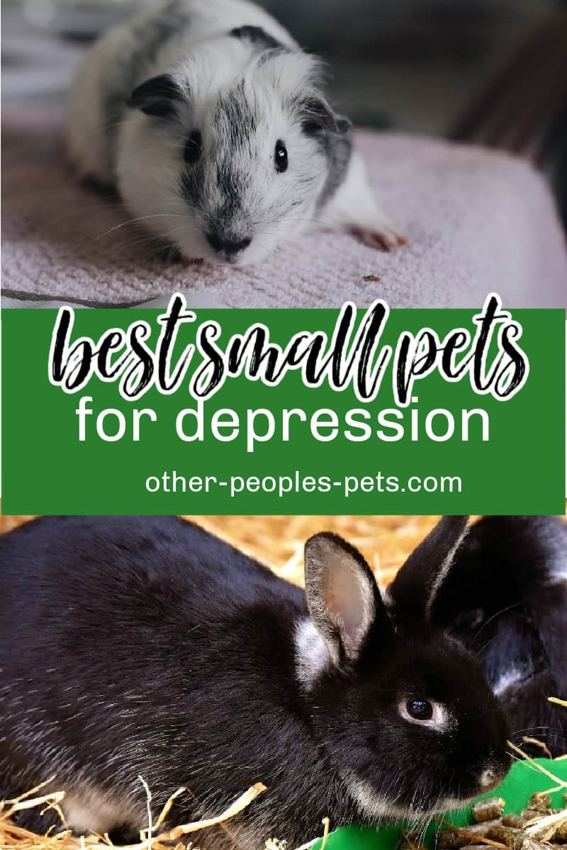 Check out the best small pets for depression and anxiety. Find out which animal companion can help support your mental health.