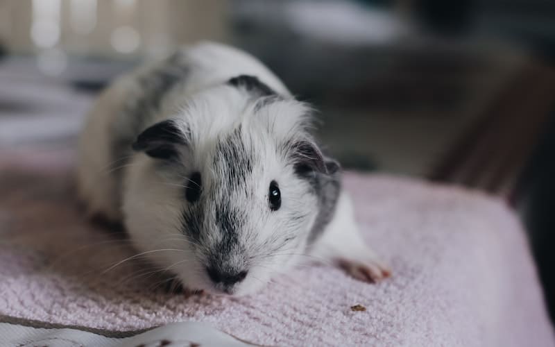 Check out the best small pets for depression and anxiety. Find out which animal companion can help support your mental health.
