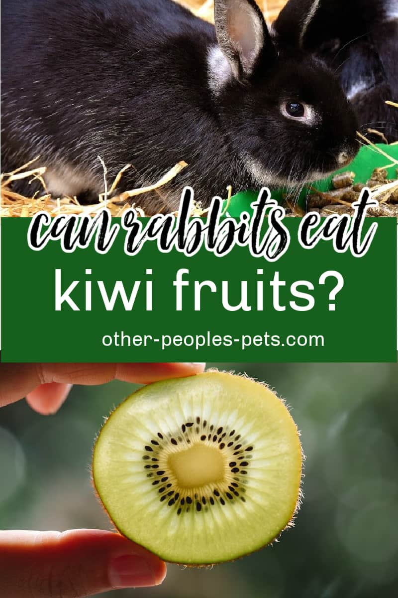 So, can rabbits eat kiwi fruit? Keep reading to learn more about what rabbits can eat safely and if you should include kiwi in a rabbits diet.
