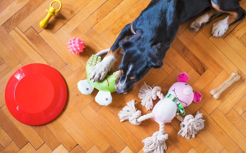 a dog playing with toys