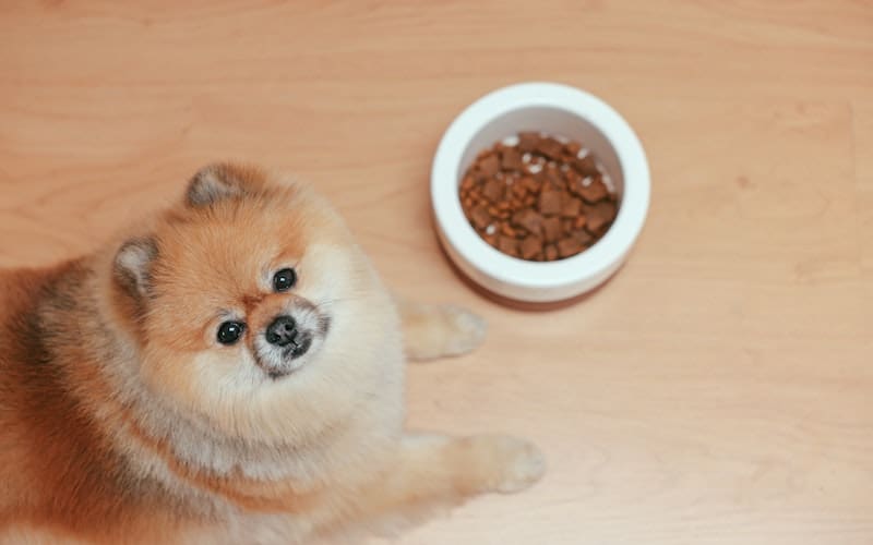 small dog sitting near a food bowl