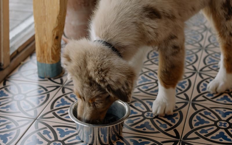dog eating from a food bowl