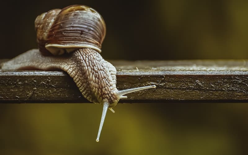 snail on a wooden board