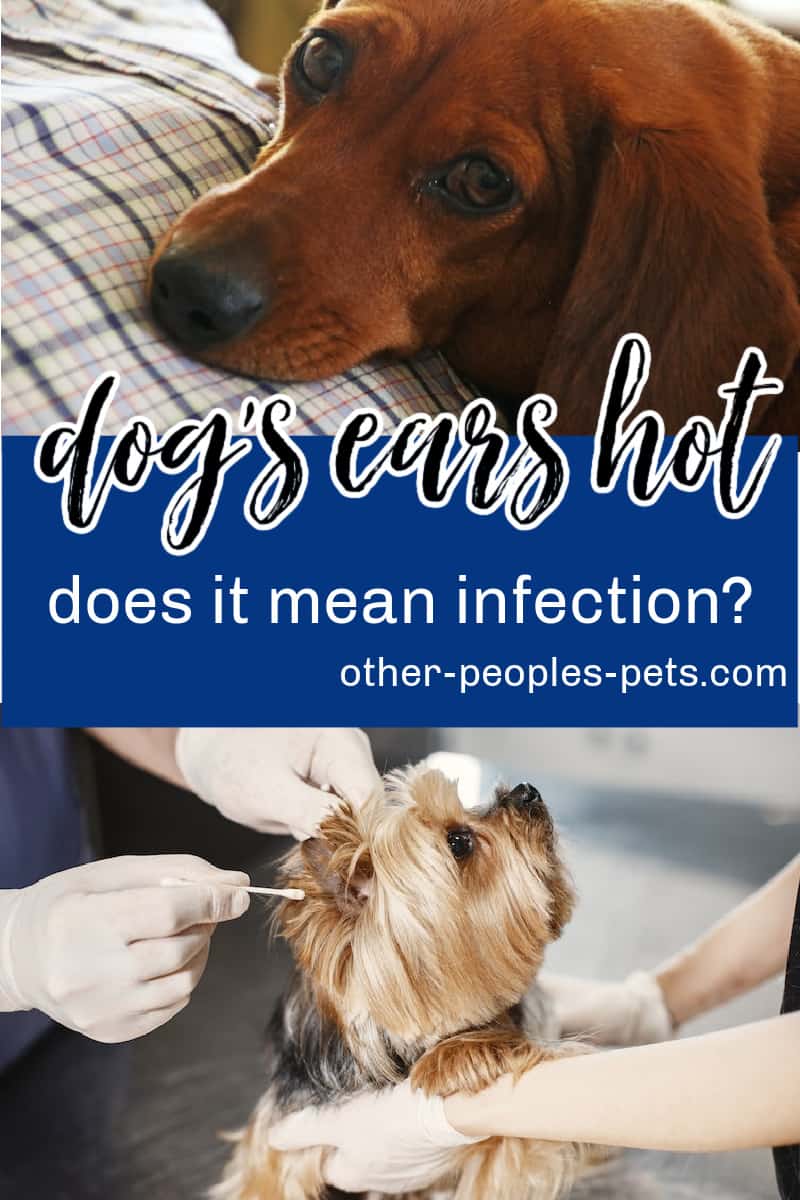So, why are my dog's ears hot? Learn more about why your pup's ears feel hot and if it means there is an infection.