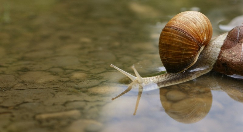 Can snails breathe underwater? Find out more about what snails breathe and other interesting snail facts.