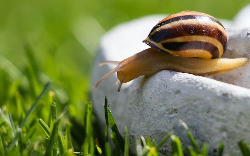 Can snails breathe underwater? Find out more about what snails breathe and other interesting snail facts.