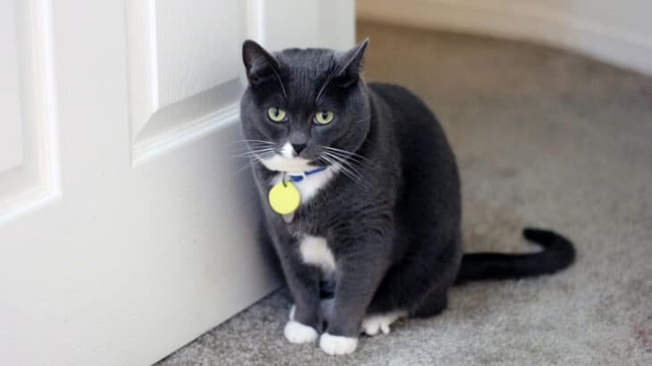 Learn how to stop cats from opening doors. Check out these tips pet owners can use to effectively stop pets from opening doors.