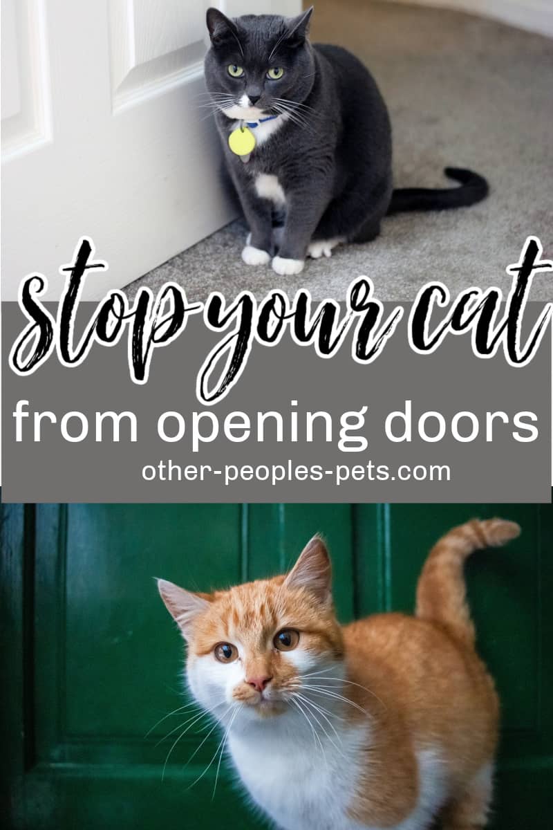 Learn how to stop cats from opening doors. Check out these tips pet owners can use to effectively stop pets from opening doors.