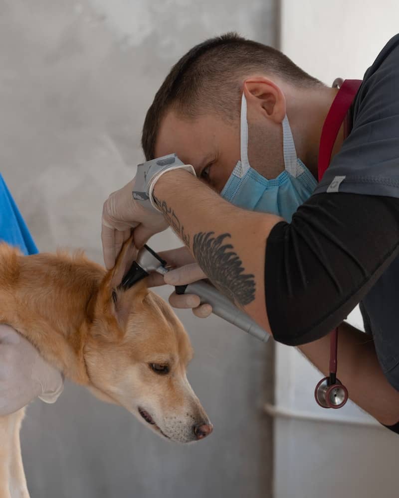 vet examining dogs ears