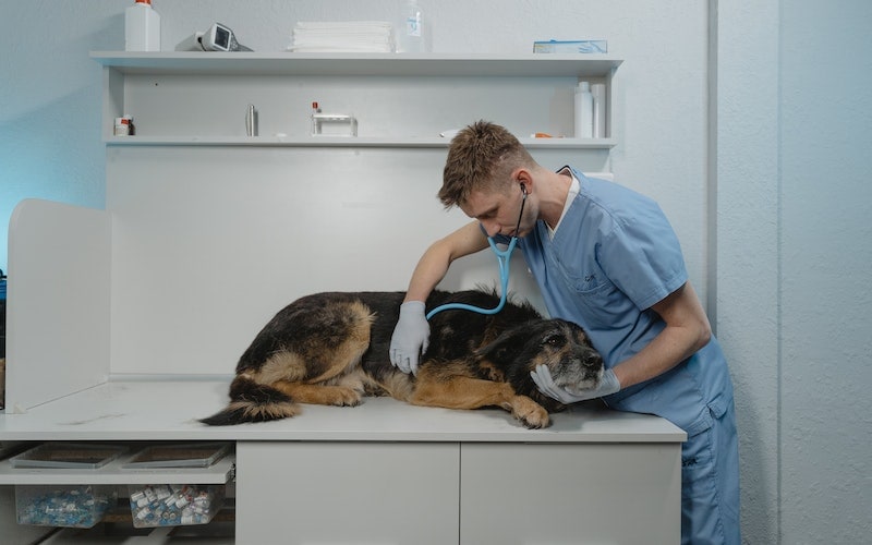 veterinarian doing an exam