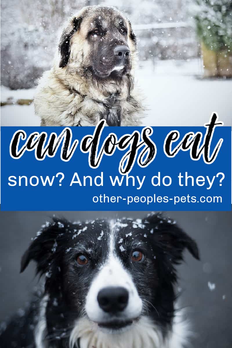 So, is eating snow bad for dogs? Can dogs eat snow and what does it do to your dog's core body temperature if it does?