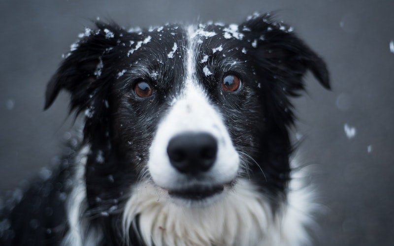Black and white dog with snow on his head
