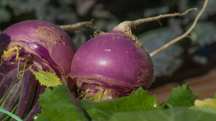two turnips
