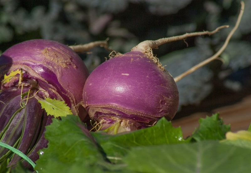 two turnips