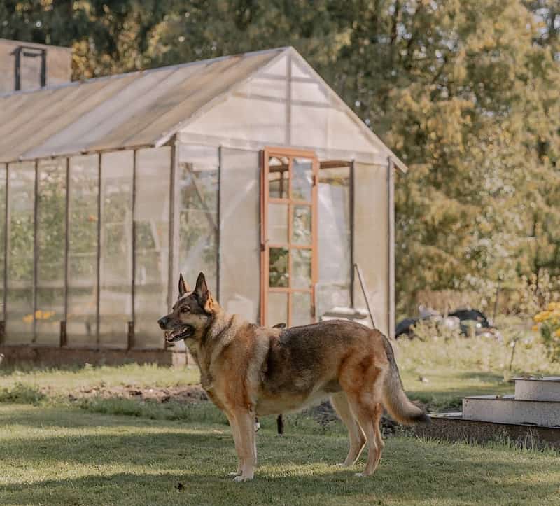 dog standing in front of a garden greenhouse