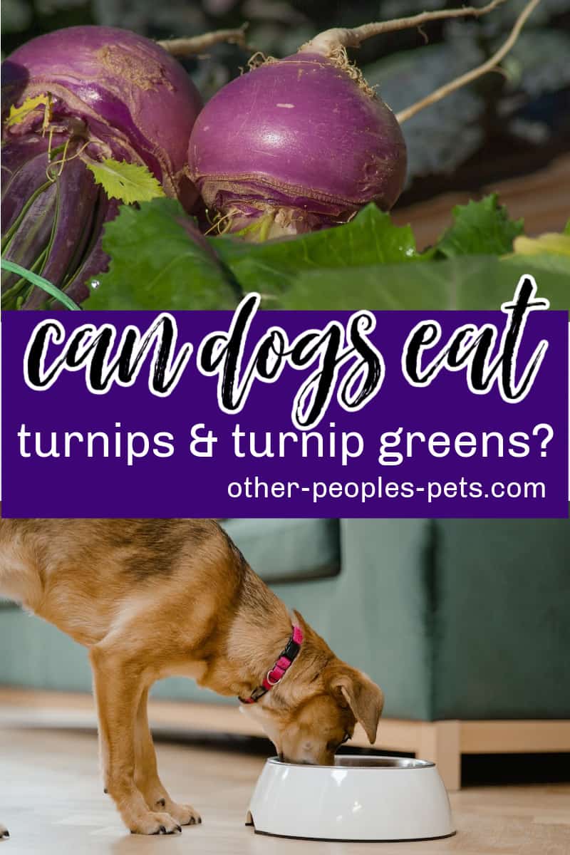 Can dogs eat turnips? If you have extra root vegetables in the garden, you might be wondering if you can feed turnip to your dog.