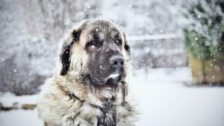 dog sitting in the snow looking at the camera
