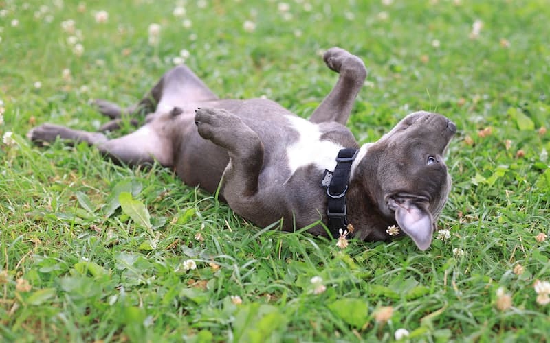 So, why do dogs roll in the grass? There are several reasons dogs roll in the grass. Here are a few and what they mean.