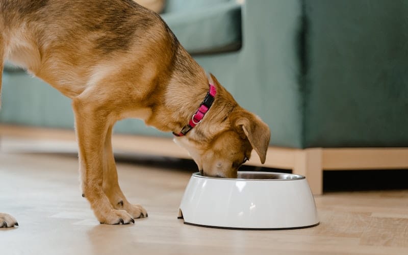 dog eating from his bowl