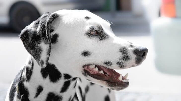 close up of a Dalmatian dog