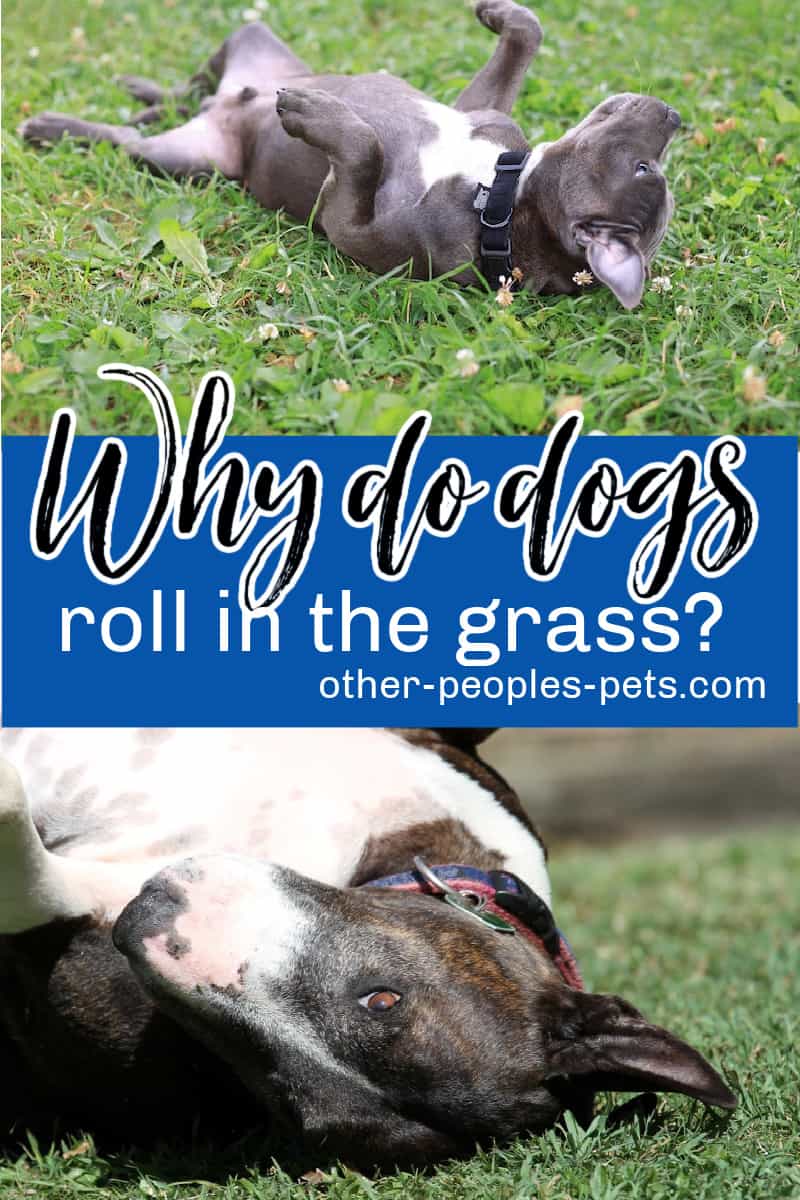 So, why do dogs roll in the grass? There are several reasons dogs roll in the grass. Here are a few and what they mean.