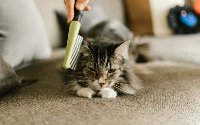 combing a cat