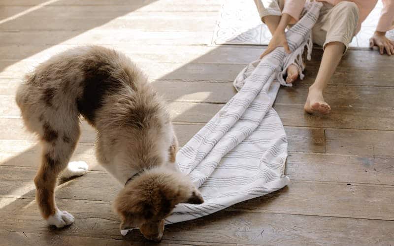 dog pulling on a blanket.