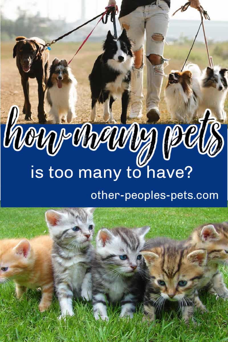 How many pets is too many? Can you have too many pets or not? Learn more about keeping multiple animals and what is too many.