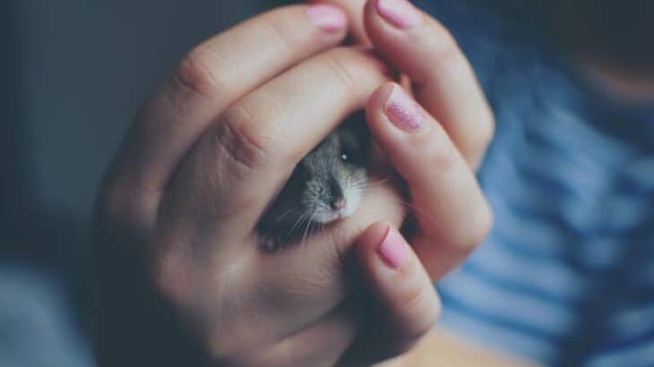 Wondering about bonding with your hamster? Learn How to Bond with Your Hamster: A Complete Guide for New Pet Owners