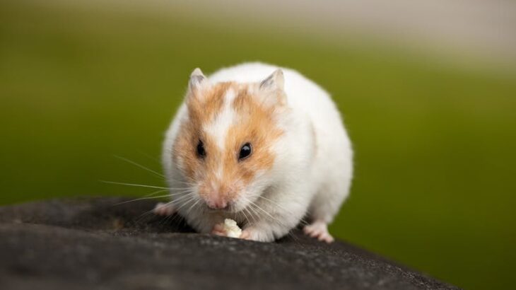 close up of a hamster