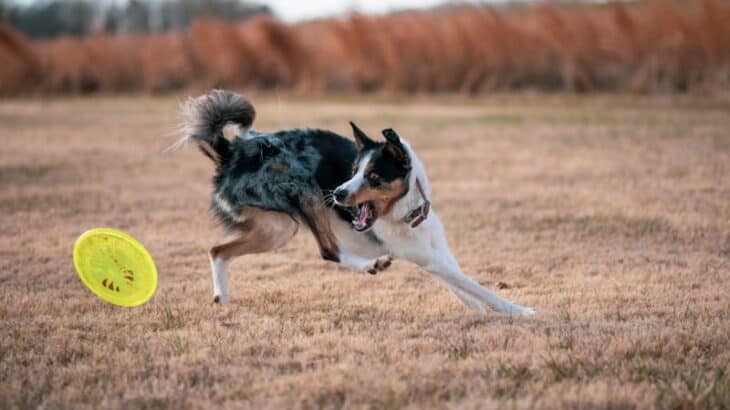 Keeping pets happy is essential for their well-being and ensures they lead a fulfilling, stress-free life. Check out these simple tips for pet sitters.