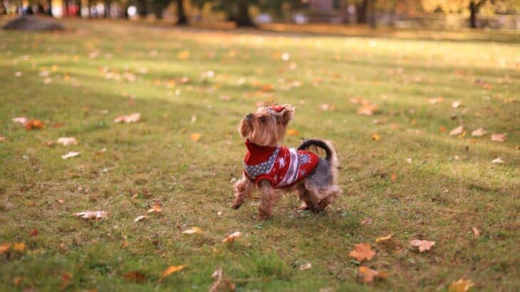 dog in the fall wearing a sweater