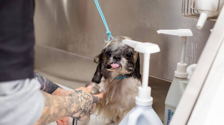 person washing a dog