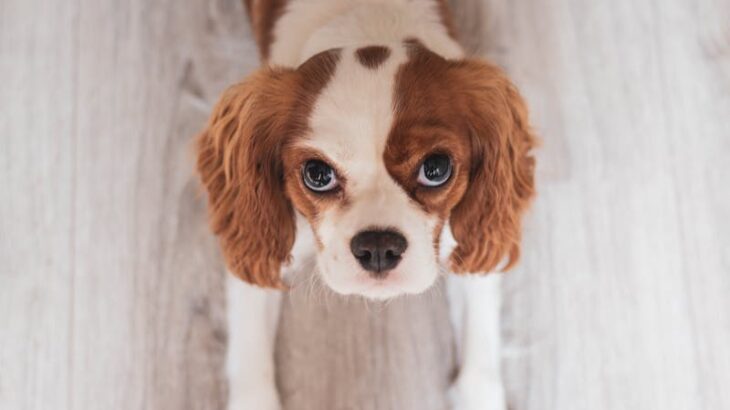 Thanks to Celeste Fenton for providing this article about Five Things to Know About Cavalier King Charles Spaniels.
