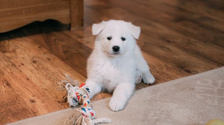 dog playing with a tug toy inside