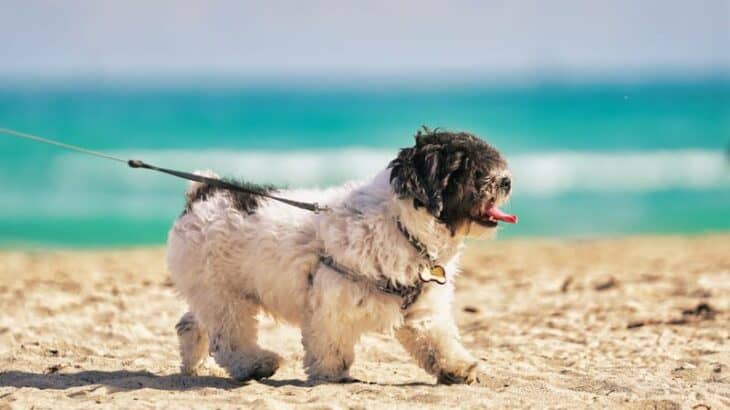 dog on a leash at the beach